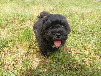 Maltipoo - 2