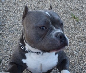 American bully pocket ABKC -krytí - 2