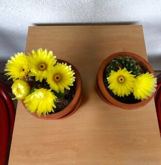 Velké kvetoucí kaktusy - Notocactus ottonis - 2