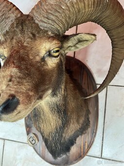 Muflon - 2