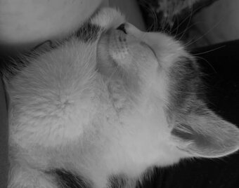 Kocour Timmy - 2