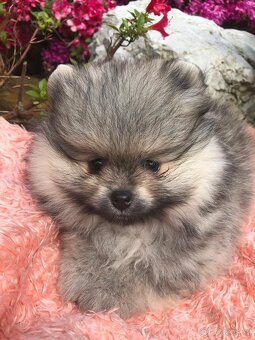 Pomeranian s p.p - 2