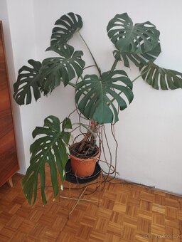 Prodám monsteru - 2