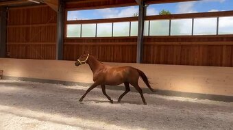 Westfálská klisna - 2