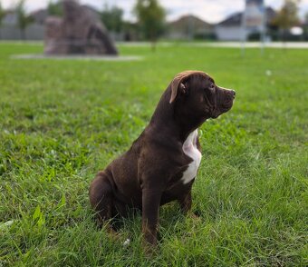 American bully - ch.s. Family Muscle Bullies - 2
