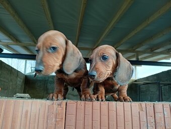 Jezevčík trpasličí - 2