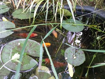 Závojnatky, karasi - 2