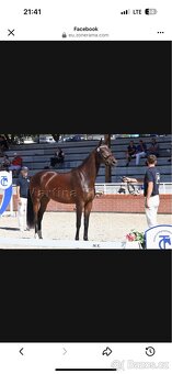 Prodám 3,5 letou krásnou klisnu - 2