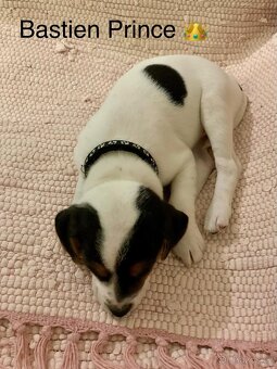 Dánsko švédský farmářský pes - 2