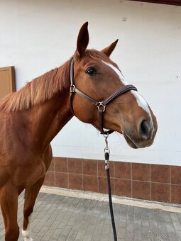 4 leta Klisna po Emerald - 2