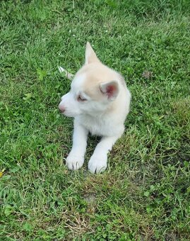 Sibirsky Husky - 2