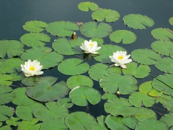 Leknín bílý ( Nymphaea Alba ) - 2