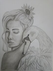 Labutí - 2