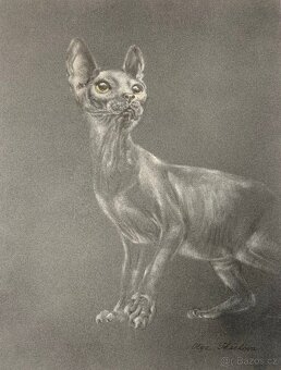 Obraz Sphynx kočka, pastel - 2