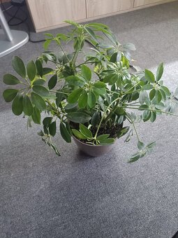 Schefflera arboricola - 2