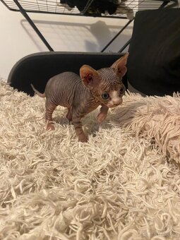Kanadský sphynx bez PP - 2