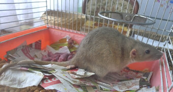 Dumbo potkánci k rezervaci, s odběrem konec srpna - 2