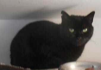 Klidná, hodná, černá 2-3letá Lízinka hledá domov - 2