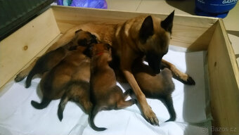 Belgický ovčák malinois bez PP - 2