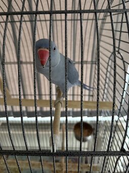 Alexandr malý, fialový, ručně dokrmený - 2