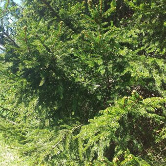 Smrkové chvojí - 2