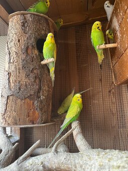 Andulka vlnkovaná - 2