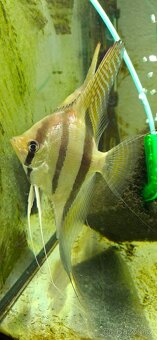 Pterophyllum sp Santa Isabel F1 - 2