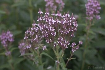 Sporýš Hastata -verbena šípovitá - 2