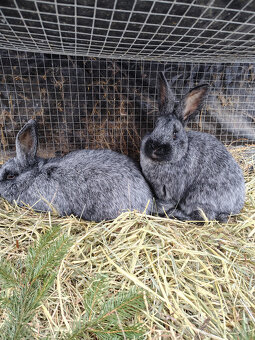 Králík - samice - 2