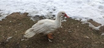 Kachna pižmová bílá 5 ks - 2