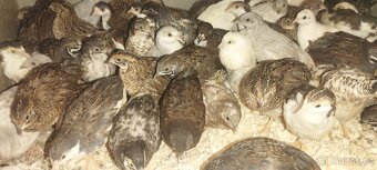 Křepelka čínská - 2