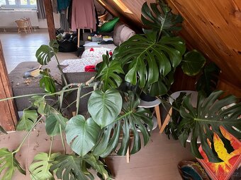 Monstera - 2