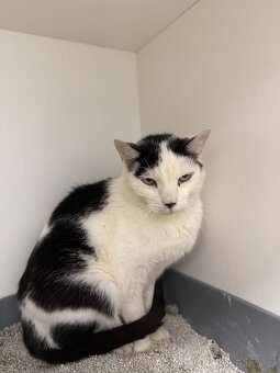 Cézar, 6let, milý kocour - 2