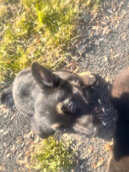 Štěňata Německého ovčáka - 2