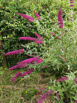 Komule Davidova (Buddlea, Motýlí keř) - viz fota - 2