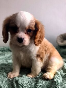 Kavalír king Charles spanel - 2