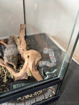 Korálovka šedá - Lampropeltis alterna alterna - 2