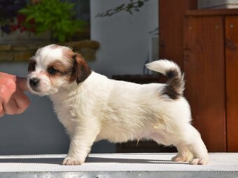 Jack Russell teriér s PP - Moet - 2