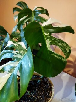 Monstera deliciosa  a thai - 2