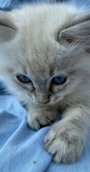 Ragdoll Hello - 2
