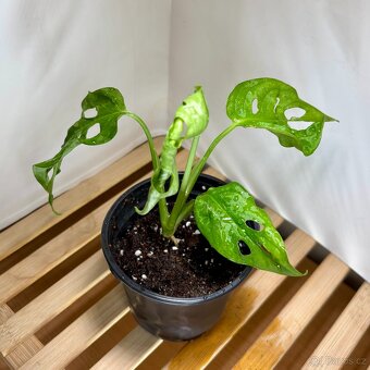 Monstera monkey, Monstera obliqua Leichtlinii, Opičí monster - 2