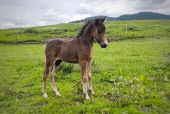 Letošní hřebeček minihorse - REBELION B - 2
