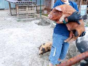 kune kune - 2