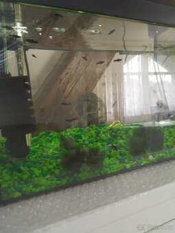 Prodám Black molly - 2