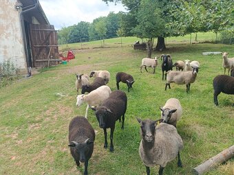 Letošní jehňata Shetlandské ovce - beránci - 2