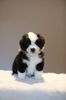 Miniaturní americký ovčák - 2