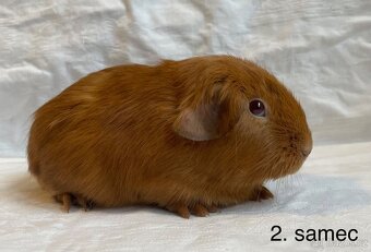 Hladka morčata s PP - 2