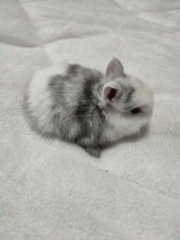 Zakrslý králíček - 2