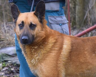 Archanas hledá domov - 2