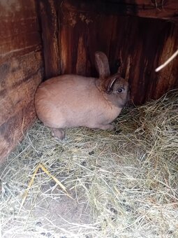 Králík durynský samec - 2